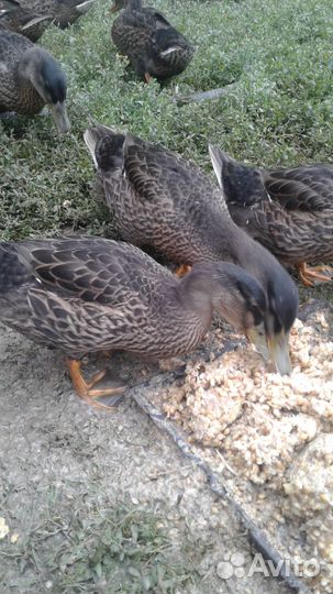 Утки подсадные для охоты