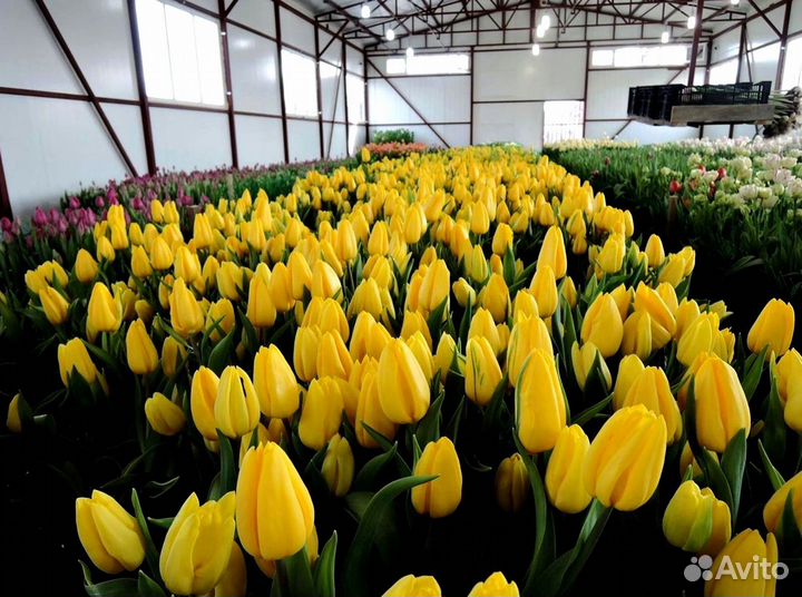 Тюльпаны оптом под заказ