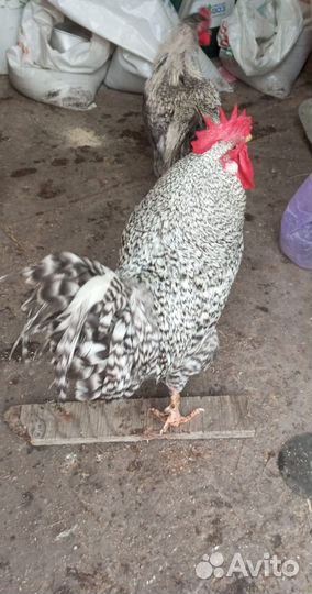 Молодые петухи