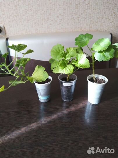 Пеларгония герань