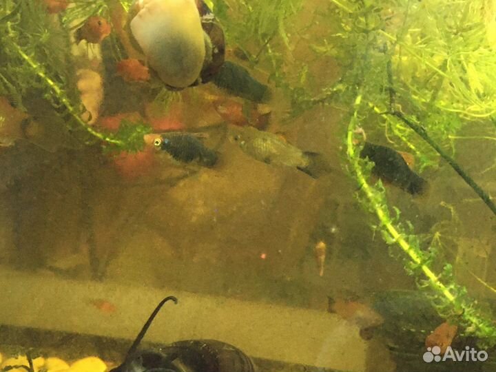 Рыбки пецилии