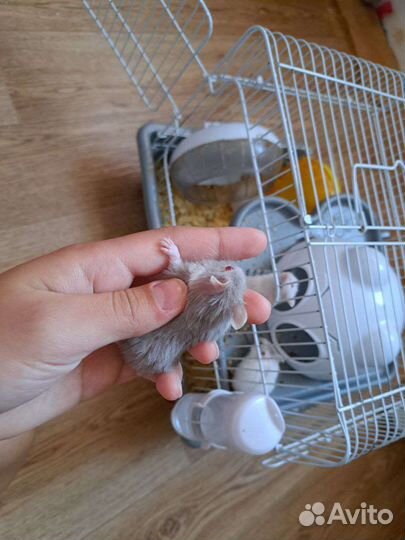 Джунгарский хомяк