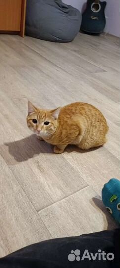 Курильский бобтейл помесь