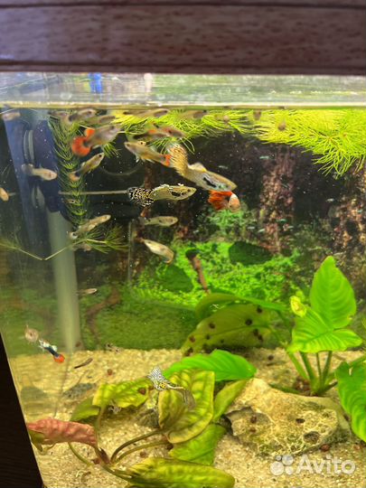 Мальки Гуппи