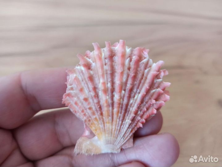 Морская раковина