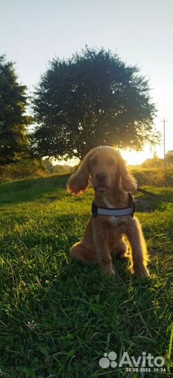 Английский кокер спаниель рыжий