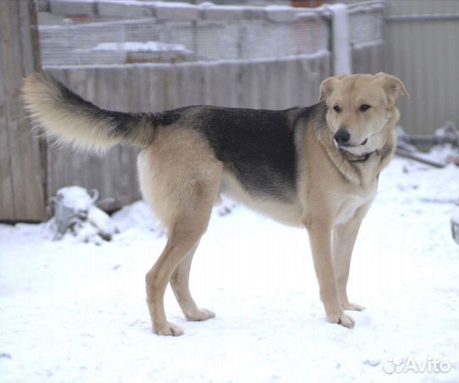 Денька в добрые руки