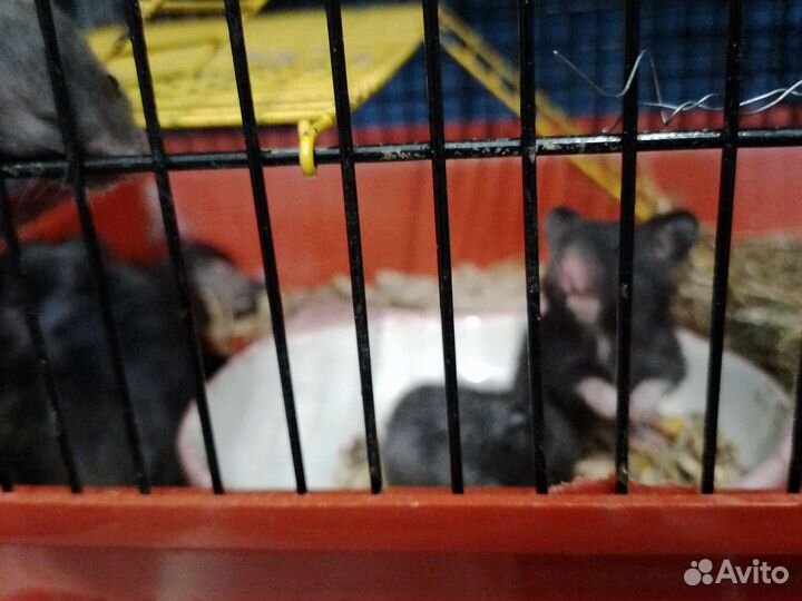 Серийские хомяки 3 недели