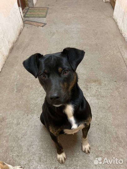 Собака в добрые руки