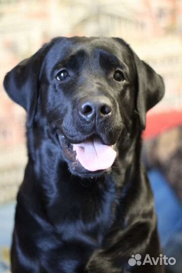 Лабрадор для вязки