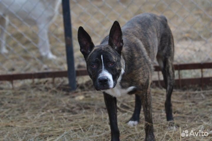 Собака, метис питбуля Марсель в дар