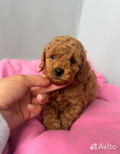 Щенки той пуделя