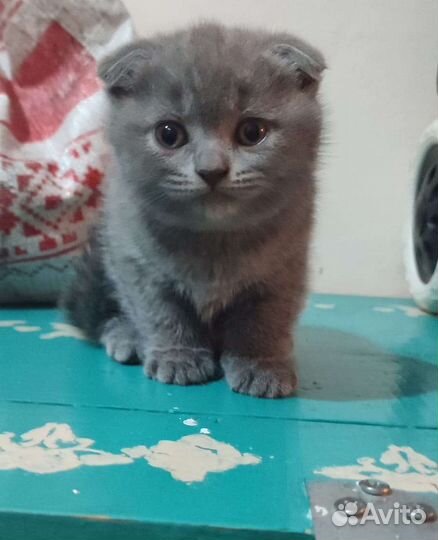 Шотландские котята