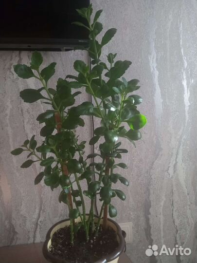 Каланхоэ, денежное дерево