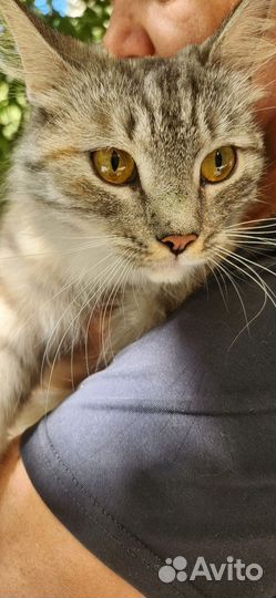 Найдена кошка