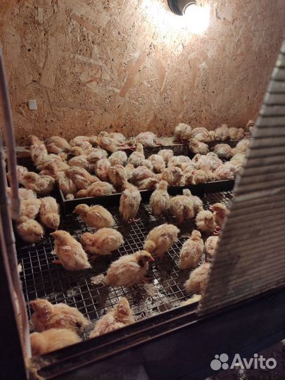 Перепела цыплята