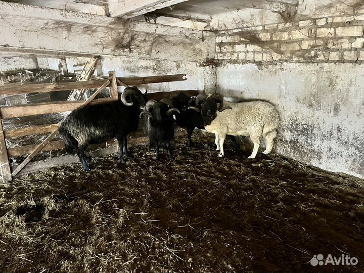 Бараны карачаевской породы