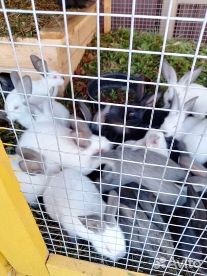 Калифорнийские кролики