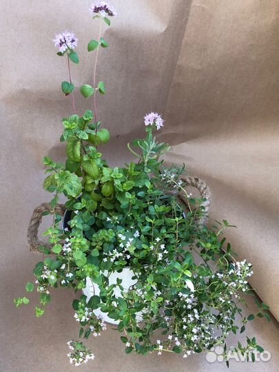 Пряные травы в горшке композиция