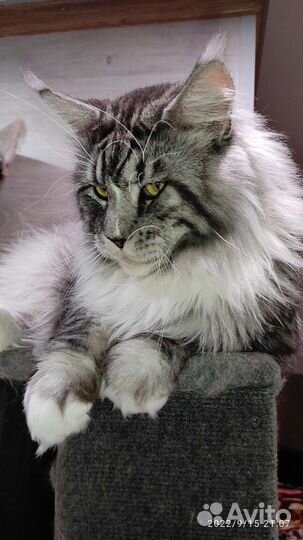 Мейн-кун вязка