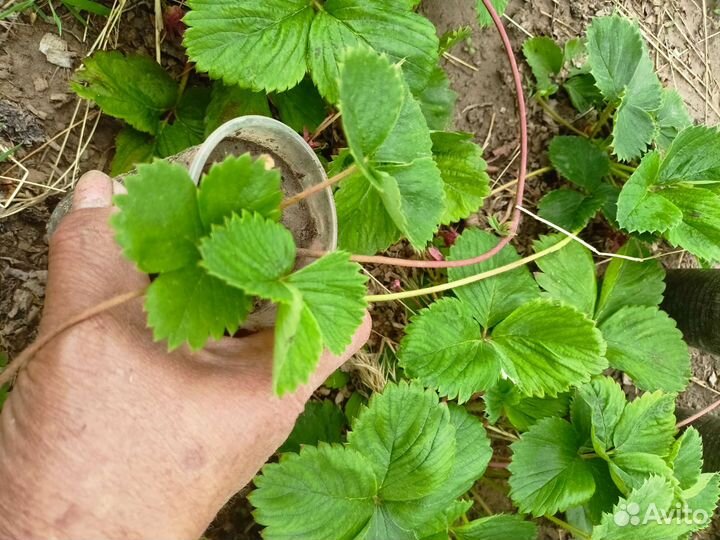 Рассада клубники Негретянка