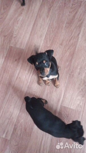 Щенки русский той-терьер