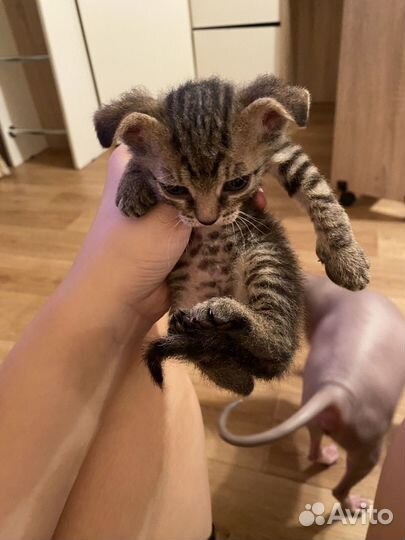 Кошка