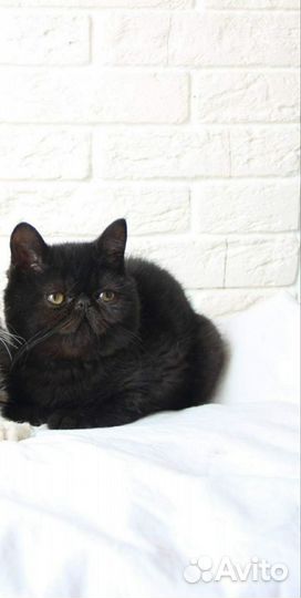 Экзотический котик