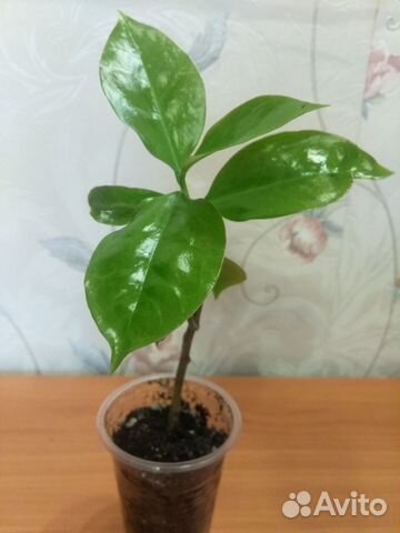 Переския, Неомарика, Белопероне - редкие цветы