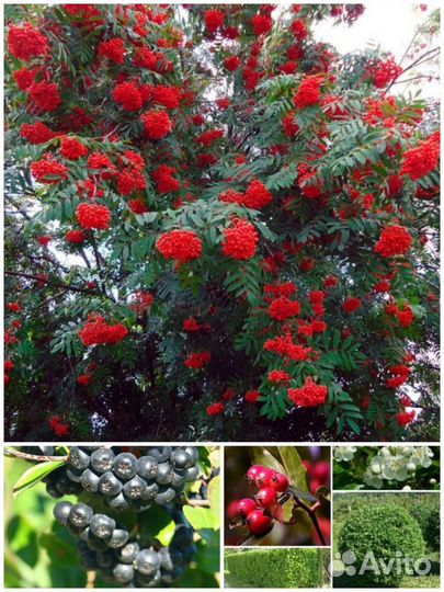 Рябина, боярышник и арония