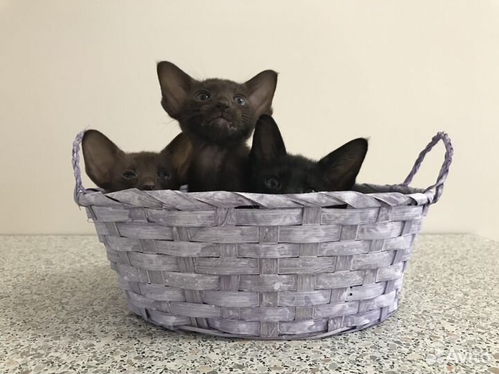 Ориентальные - Чёрный, шоколадный, пятно