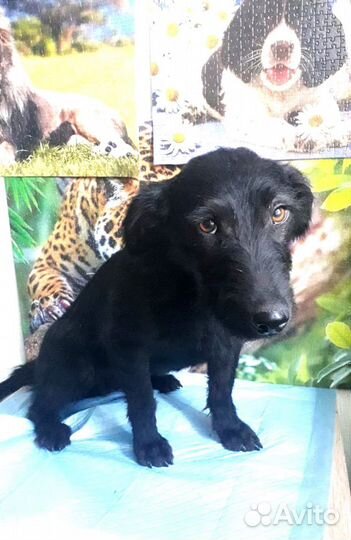 Милейшая собачка ищет дом