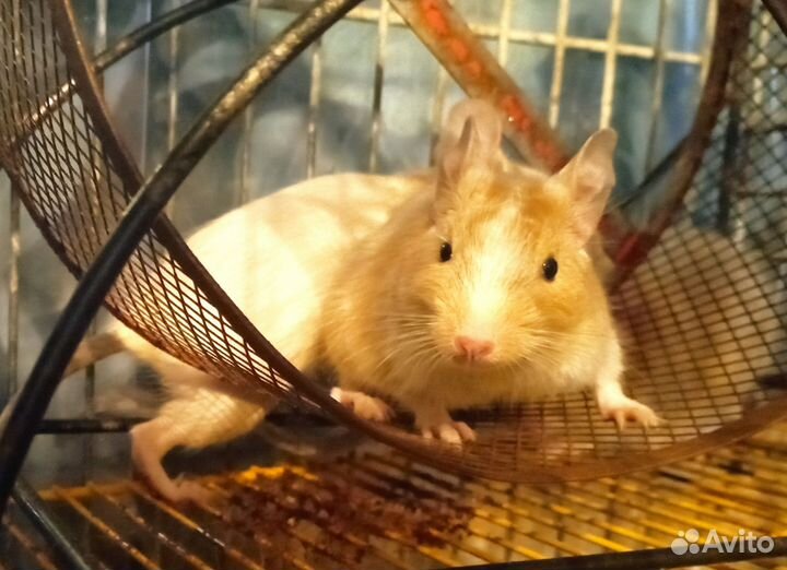 Чилийская белка дегу, цветные малыши