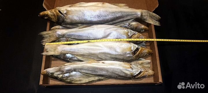 Икряная Азовская и Ростовская Тарань