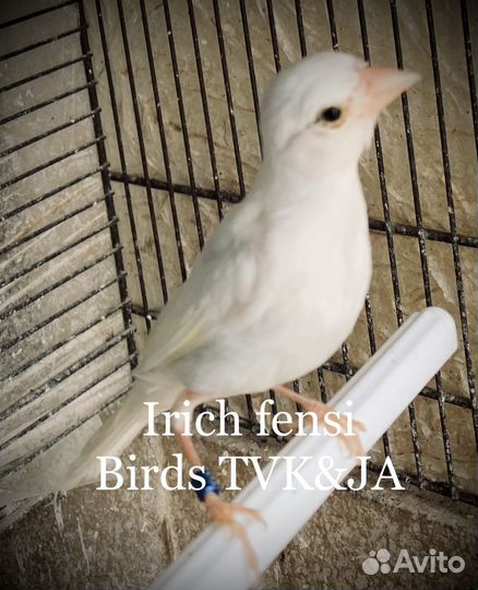 Кенара и канарейки