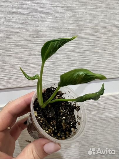 Эпипремнум годзилла/сциндапсус