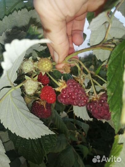 Малина Ремонтантная полана