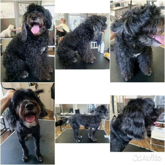 Груминг/стрижка собак и кошек