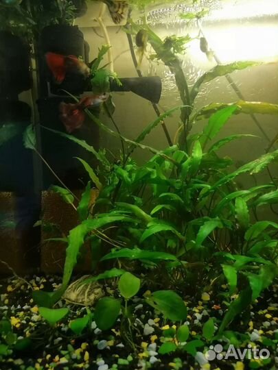 Аквариум