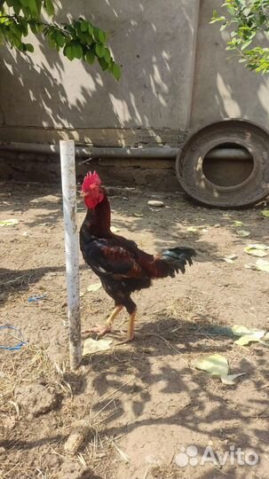Бойцовые петух