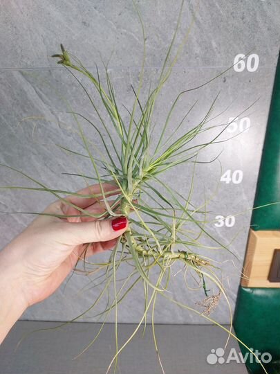 Тилландсия