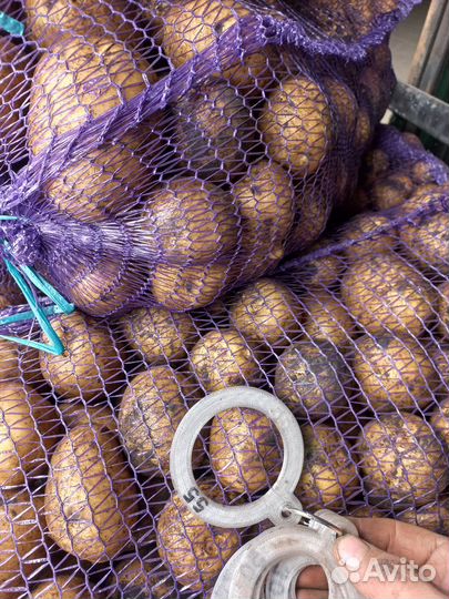 Продам картофель оптом