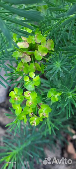 Молочай кипарисовый