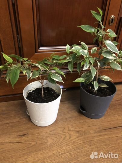 Фикус бенджамина