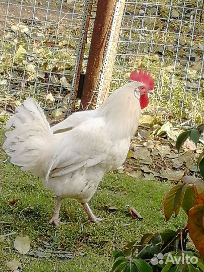 Молодые петухи