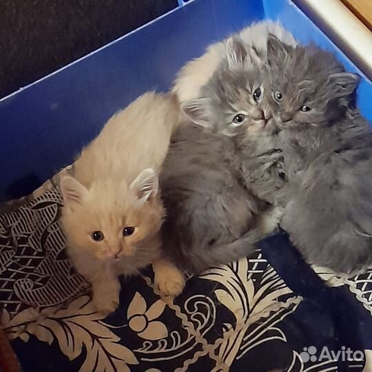 Персидская