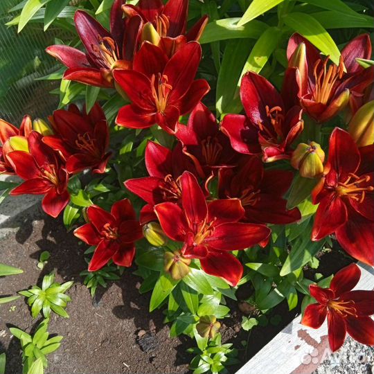 Лилии луковицы