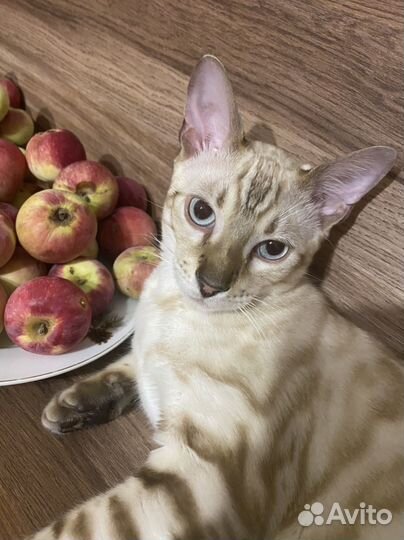 Бенгальский кот вязка