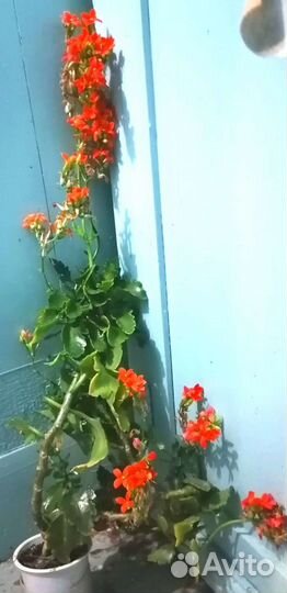 Декабрист,алоэ,каланхоэ,кактусы,гиппеаструм и др