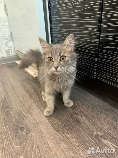 Котенок девочка